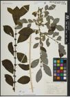 Foto von Salix atrocinerea Brot. x Salix caprea L.